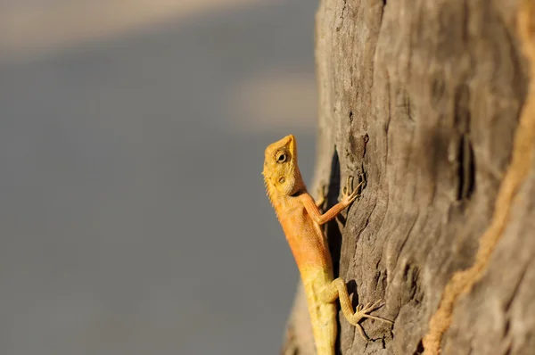 Jasny żółty Azji lizard ogród Calotes versicolour czubaty na — Zdjęcie stockowe