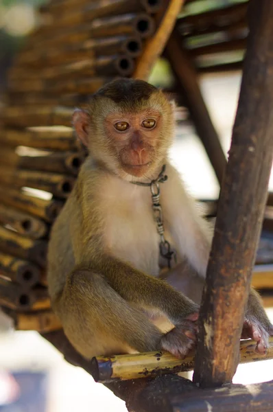 Mono macaca marrón joven encadenado en Tailandia — Foto de Stock