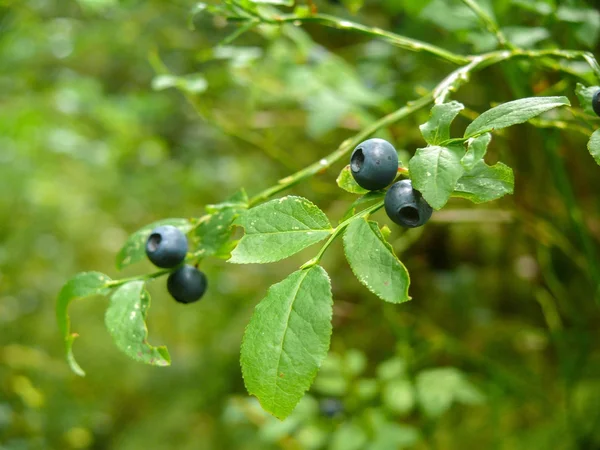 布什的成熟的野生越桔、 蓝莓在夏天特写. — 图库照片