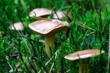 medow üzerinde de Jersey c bilinen büyüyen suillus bovinus