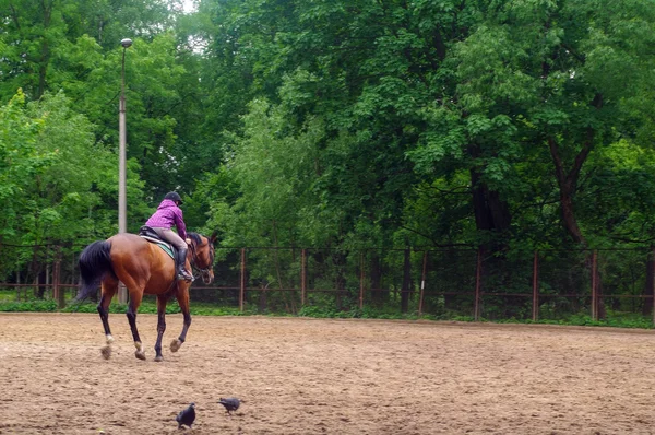 Cavallo al galoppo con giovane donna in un campo, Park Ekateringof, S — Foto Stock