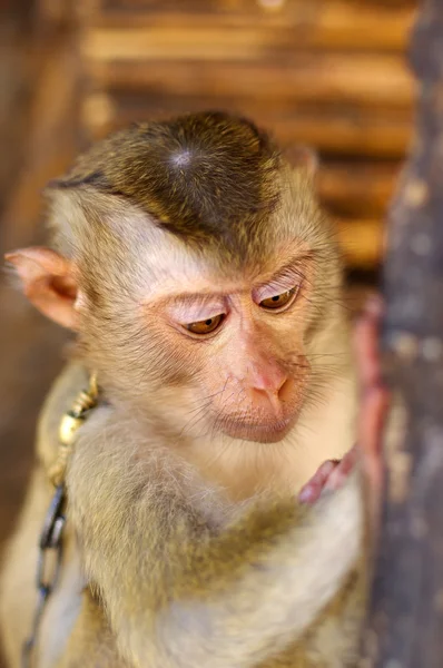 Mono macaca marrón joven encadenado en Tailandia — Foto de Stock