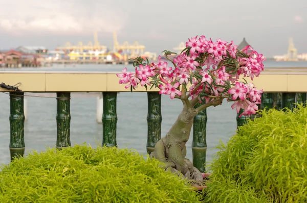 マレーシア ・ ペナン島の庭でピンクのブーゲンビリア盆栽 ストック画像