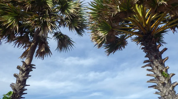 椰子 plam 树上天空背景 — 图库照片