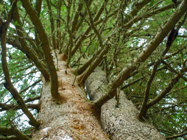 Portre bir kuru eski köknar ağaç gövdesi, radyal çıplak dallar arasında boyunca yukarı doğru görünümü. Alan, seçici odak sığ derinliği.