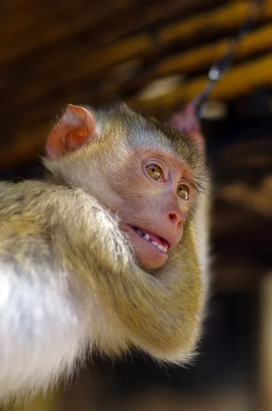 Giovane scimmia macaca marrone in catene in Thailandia — Foto Stock