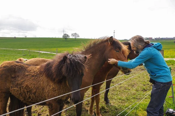 Mann mit langen Haaren füttert Pferde auf Weide — Stockfoto