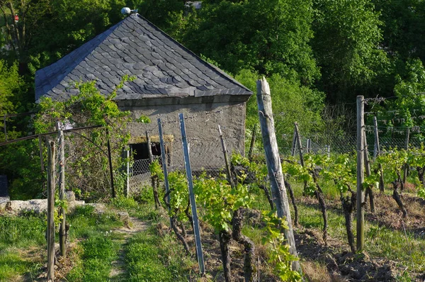 Bella vecchia casa del vino circondata da colline di vigneti. Campi d'uva vicino a Wuerzburg, Germania — Foto Stock