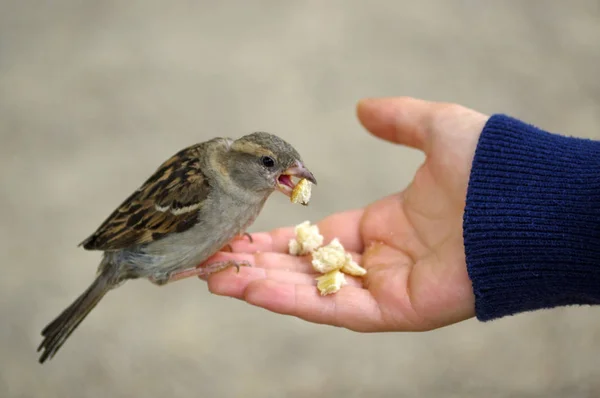 Sparrow bird eating bread from outstretched hand — Stock Photo, Image