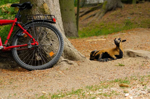 Częścią motocykl przechyla się na pniu drzewa z relaksujący owiec — Zdjęcie stockowe