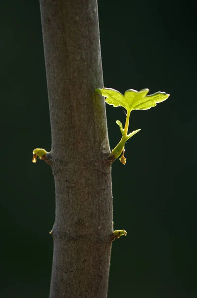 Cerca de la rama con hojas jóvenes en un tronco de árbol —  Fotos de Stock
