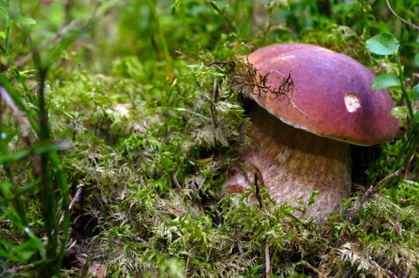 Boletus edulis or cep, penny bun, porcino, king bolete. Mushroom in it's natural habitat. Mushrooms in the autumn forest — Stock Photo, Image