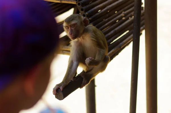 El pequeño boyin está viendo monos en el zoológico. Niño feliz alimentando animales en safari park . — Foto de Stock