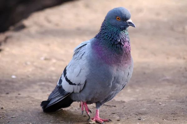 Grey city pigeon walk on asphalt at summer synny day, top view — Stock Photo, Image