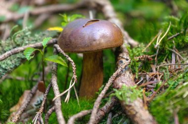 suillus bovinus, ormanda büyüyen olarak da bilinen Jersey inek mantar veya sığır bolete