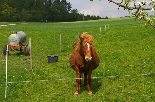 Hnědý Island kůň stojící na pastvinu a zelená louka — Stock fotografie