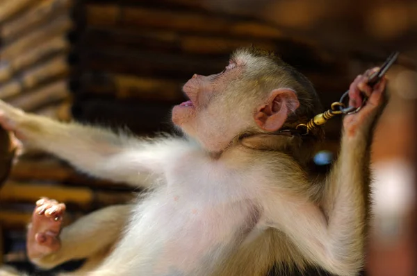 Mono macaca marrón joven encadenado en Tailandia — Foto de Stock