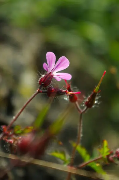 Roze wilde velden bloem in de tuin op het zonnige dag — Stockfoto