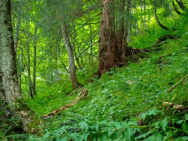 Foresta verde su una ripida collina di montagna — Foto Stock