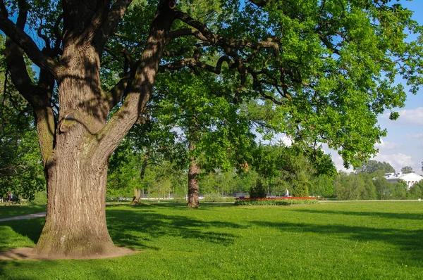 Våren äng med stora trädet färska gröna blad — Stockfoto