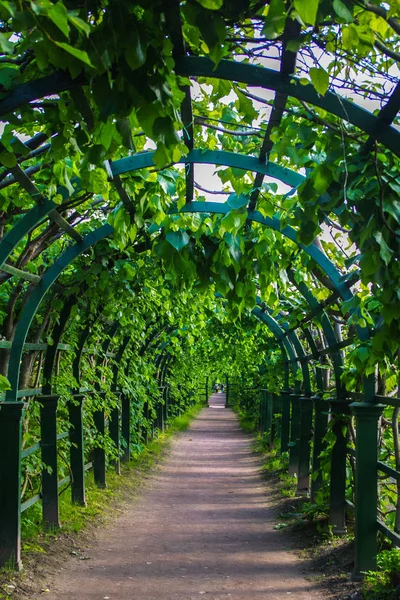 Gröna valv i parken på sommaren, växter tunnel pergola med klättring växt — Stockfoto