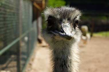 Devekuşu baş portre, bir Strauss'un komik surat