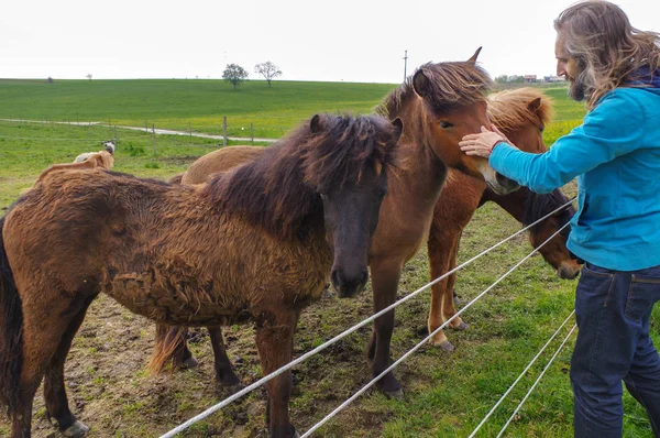 Mann mit langen Haaren spricht Pferde auf Wiese an — Stockfoto