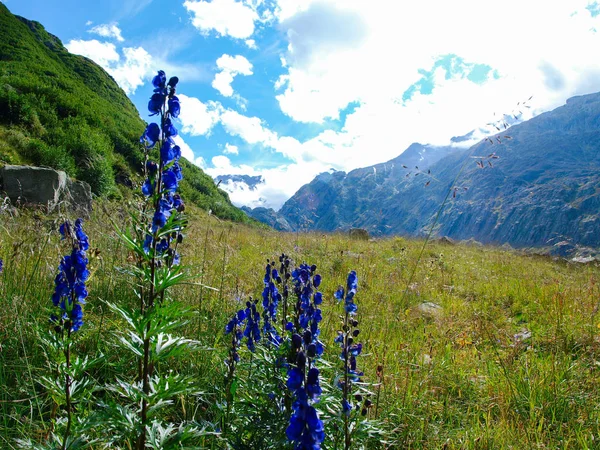 Aconitum napellus of monk's-kap wolfsbane bloemen tegen alpine bergen — Stockfoto