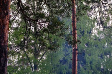 bir yağmur sonra ağaç orman çam, damla ile dal