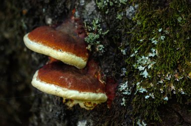 Eski bir ağaç kenarında büyüyen büyük mantar.