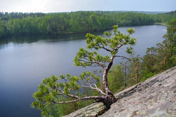 Pine tree on the rocky shore of the lake. Spring landscape — Stock Photo, Image