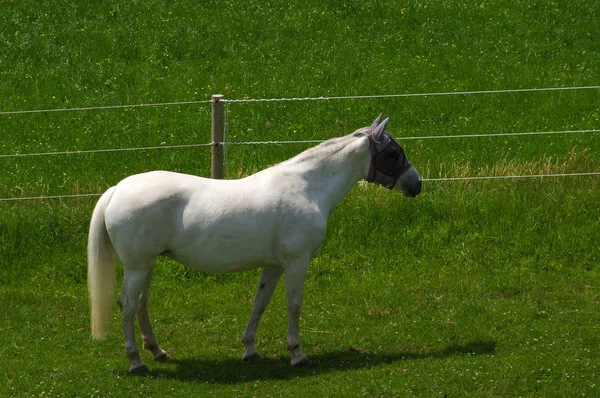 Witte paard staande op de weide en groen medow — Stockfoto