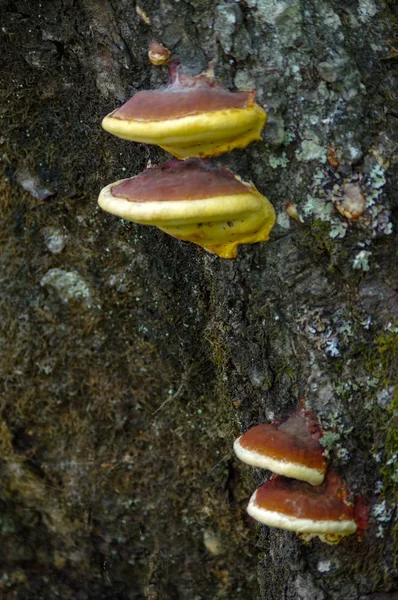 古い木の側面に成長している大規模な菌. — ストック写真