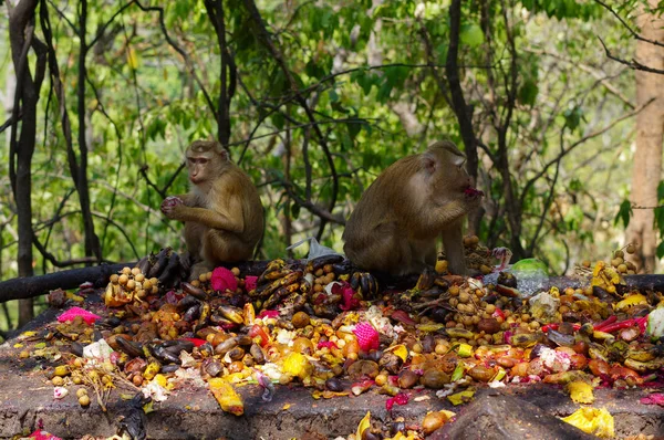 Macaca família de macacos comendo muitas frutas, Phuket Tailândia . — Fotografia de Stock