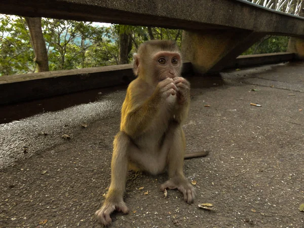 年轻的猕猴，坐在石头上玩的东西在他的手. — 图库照片