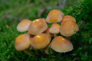 suillus bovinus, ormanda büyüyen olarak da bilinen Jersey inek mantar veya sığır bolete