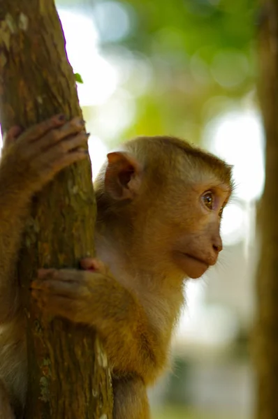 Mono macaca joven trepando a un árbol . — Foto de Stock