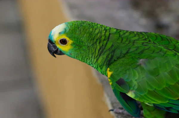 Grüner Papagei, Gelbwangensittich, brotogeris chiriri auf einer Steinmauer sitzend, Kuala Lumpur Vogelpark, Malaysia — Stockfoto