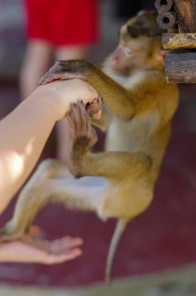 Mono macaca joven que cuelga de las manos humanas y sostiene el dedo o parte de la mano. Contacto con las personas . — Foto de Stock