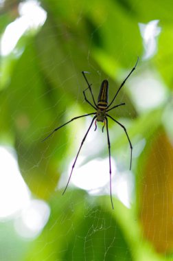 dişi Golden Web örümcek Nephila pilipes