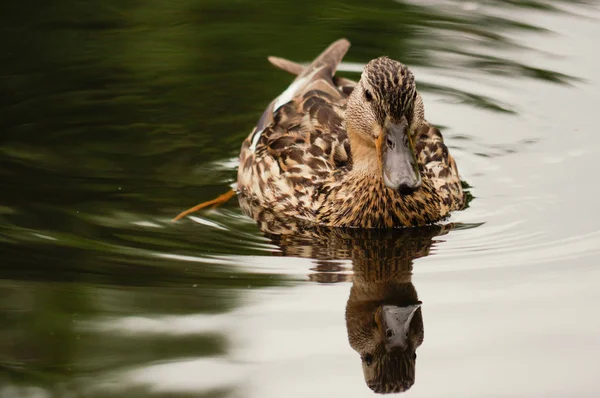 Brown duck swim in pond. Still float action. Water with dark shadow and reflection. — Stock Photo, Image