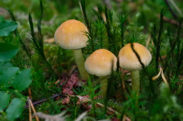 Suillus rubrofluviatilis växer i skogen, även känd som Jersey Ko svamp eller nötkreatur Kantarell — Stockfoto