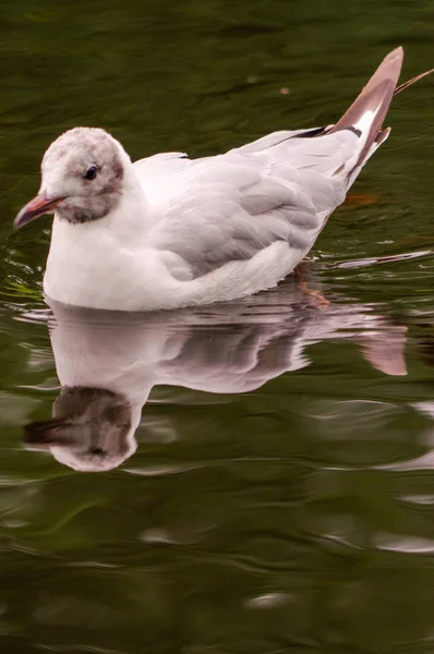 Pato blanco nadando en el estanque. Sigue flotando la acción. Agua con sombra oscura y reflejo . — Foto de Stock