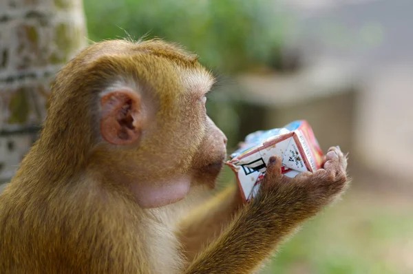 yalnız erkek uzun kuyruk dağ maymun içme suyu bir paketten kapatın. Macaca Tayland