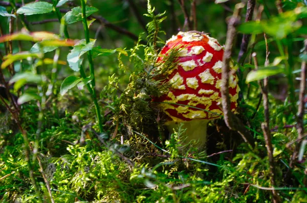 Sinek agaric mantarı, Amanita muscaria aile içinde yosun