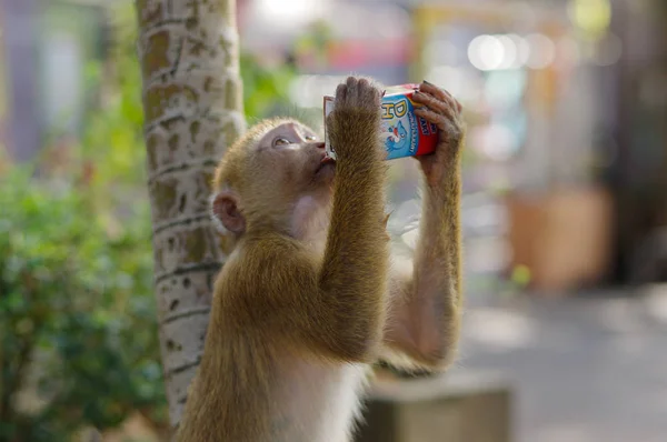 Mono de montaña macho solitario de cola larga bebiendo jugo de un paquete, de cerca. macaca en Tailandia — Foto de Stock