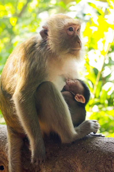 Pequeño bebé con madre comiendo y alimentando, mono macaco rhesus, cerca de macaca en Tailandia — Foto de Stock