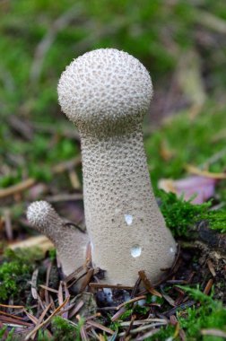 Lycoperdon marginatum mushroom growing in a forest ground. commonly known as the peeling puffball clipart