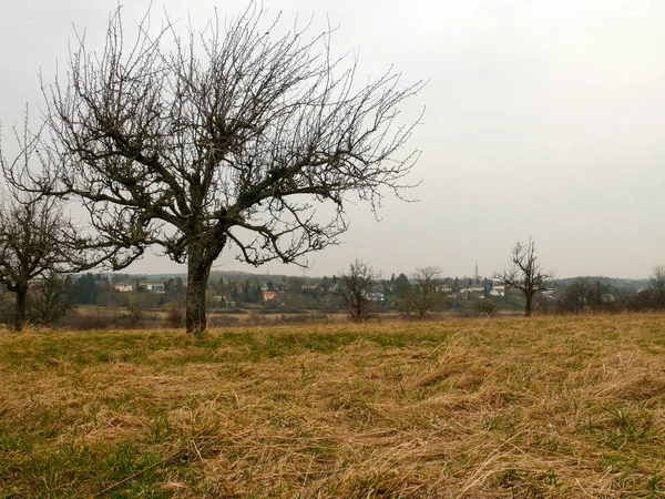 Alman tarlalarında Autum ağacı ve renkli peyzaj — Stok fotoğraf