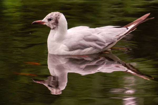 Pato blanco nadando en el estanque. Sigue flotando la acción. Agua con sombra oscura y reflejo . — Foto de Stock